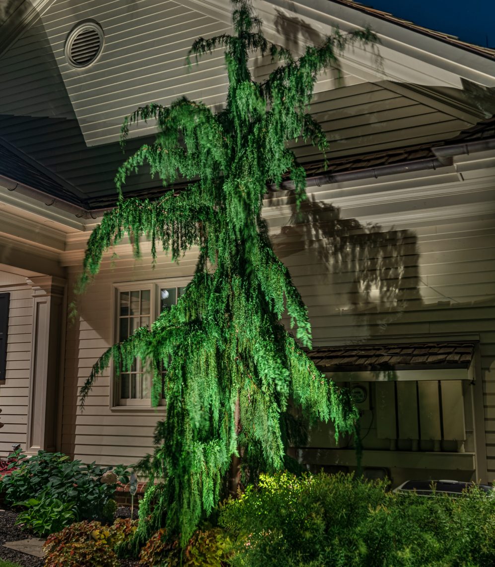 Residential Outdoor lighting company-Outdoor Lighting Design Company Gleam electrical and lighting design- Alaska cedar tree lit up with landscape lighting showcasing it beautiful green branches